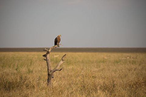 Tawny Eagle on the lookout on tree trunk, Serengeti The landscape in the background gives a good idea about how flat the Serengeti really can be. Africa,Aquila rapax,Serengeti Central,Serengeti National Park,Serengeti area,Tanzania,Tawny Eagle
