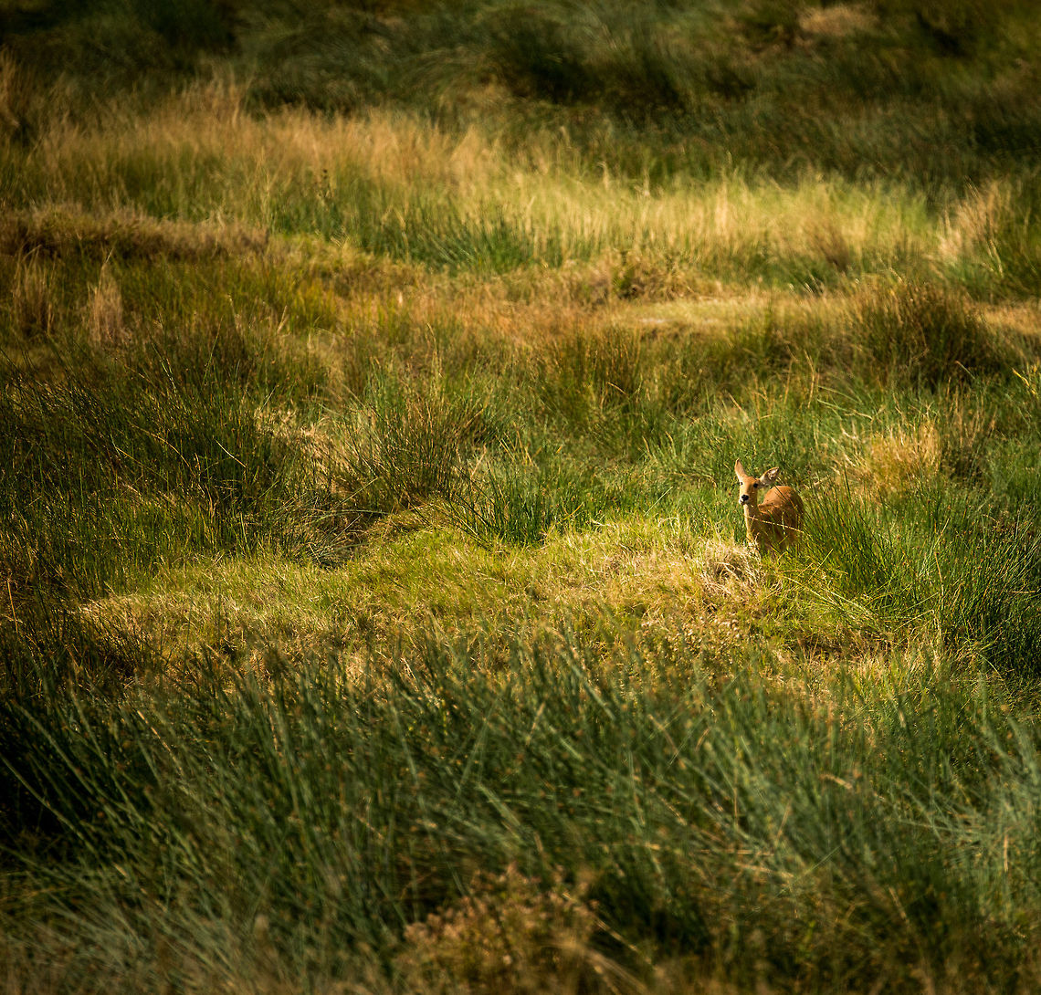 Bohor reedbuck feeling at home, Serengeti Although perhaps not the most spectacular species, this is actually one of our favorite photos from our trip to Tanzania. We enjoy the color, the silly face (zoom in), but above all how the photo explains the species so well. This is where it feels at home, in the tall reed and grass, and it seems to genuinely enjoy it. <br />
<br />
If you ever want to see a reedbuck younger than this, you might as well give up. The mother hides them so well in the reed that you will never spot one. Africa,Bohor reedbuck,Redunca redunca,Serengeti Central,Serengeti National Park,Serengeti area,Tanzania
