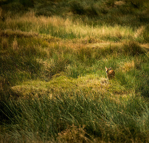 Bohor reedbuck feeling at home, Serengeti Although perhaps not the most spectacular species, this is actually one of our favorite photos from our trip to Tanzania. We enjoy the color, the silly face (zoom in), but above all how the photo explains the species so well. This is where it feels at home, in the tall reed and grass, and it seems to genuinely enjoy it. 

If you ever want to see a reedbuck younger than this, you might as well give up. The mother hides them so well in the reed that you will never spot one. Africa,Bohor reedbuck,Redunca redunca,Serengeti Central,Serengeti National Park,Serengeti area,Tanzania