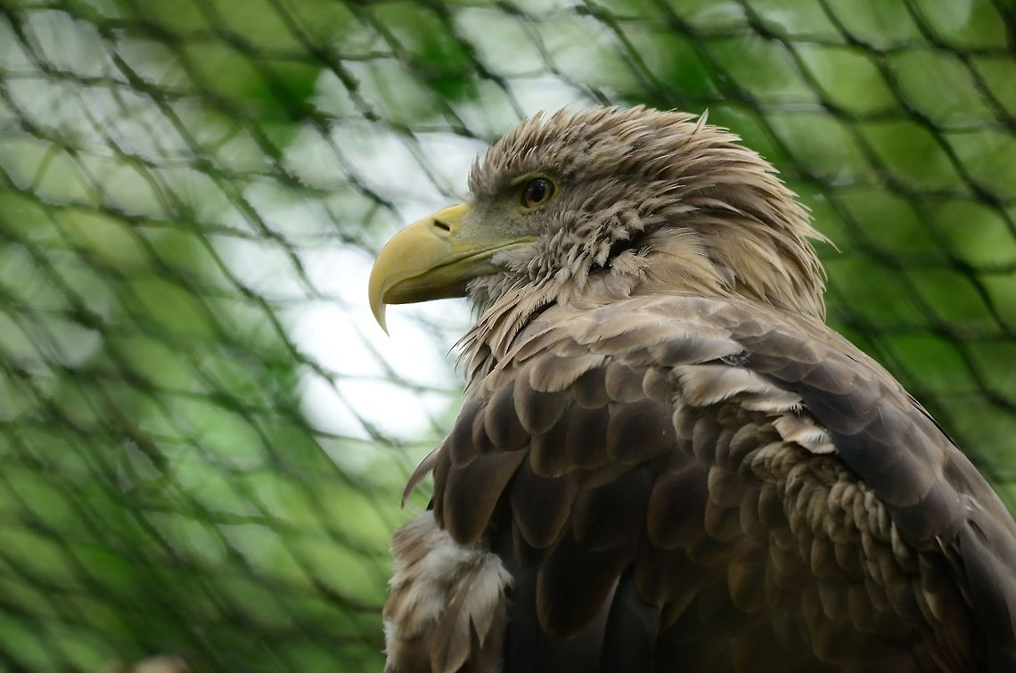 White-tailed Eagle (Haliaeetus albicilla) Europe&#039;s largest bird of prey. Recovering now that farmers use less pesticides. This eagle kills prey in mid-air by the force of its death grip. Eagle,Haliaeetus albicilla,Rhenen Zoo,White-tailed Eagle,Zoo,portrait