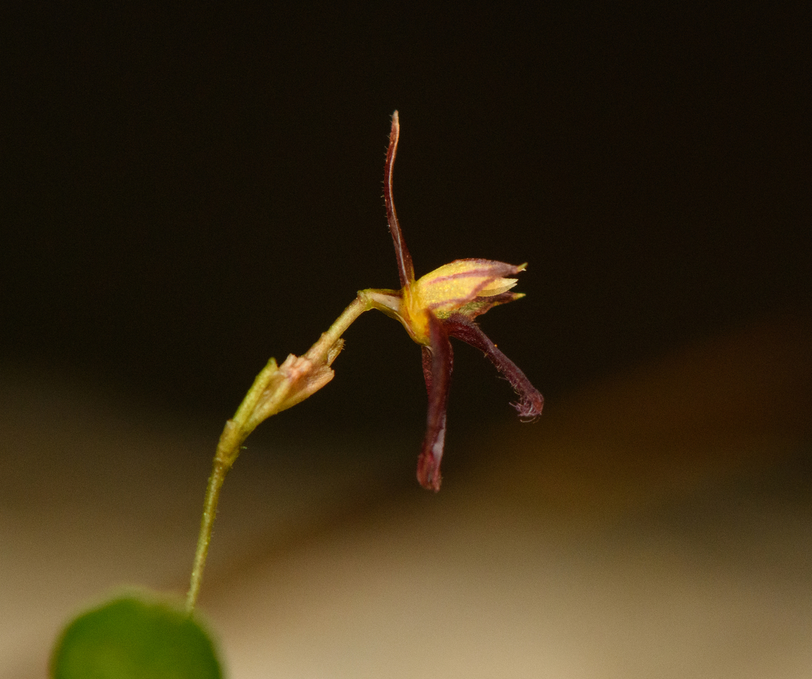 Lankesteriana barbulata - side view, San Cipriano Reserve, Colombia <figure class="photo"><a href="https://www.jungledragon.com/image/145915/lankesteriana_barbulata_san_cipriano_reserve_colombia.html" title="Lankesteriana barbulata, San Cipriano Reserve, Colombia"><img src="https://s3.amazonaws.com/media.jungledragon.com/images/2/145915_thumb.jpg?AWSAccessKeyId=05GMT0V3GWVNE7GGM1R2&Expires=1759968010&Signature=Ieh72Nhi0RxsV%2BbDOecaScrWJ2Q%3D" width="200" height="194" alt="Lankesteriana barbulata, San Cipriano Reserve, Colombia https://www.jungledragon.com/image/145914/lankesteriana_sp._-_side_view_san_cipriano_reserve_colombia.html Colombia,Colombia 2022,Geotagged,Lankesteriana barbulata,San Cipriano Reserve,South America,Summer,World" /></a></figure> Colombia,Colombia 2022,Geotagged,Lankesteriana barbulata,San Cipriano Reserve,South America,Summer,World