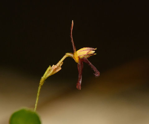 Lankesteriana barbulata - side view, San Cipriano Reserve, Colombia https://www.jungledragon.com/image/145915/lankesteriana_san_cipriano_reserve_colombia.html Colombia,Colombia 2022,Geotagged,Lankesteriana barbulata,San Cipriano Reserve,South America,Summer,World