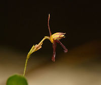 Lankesteriana barbulata - side view, San Cipriano Reserve, Colombia https://www.jungledragon.com/image/145915/lankesteriana_san_cipriano_reserve_colombia.html Colombia,Colombia 2022,Geotagged,Lankesteriana barbulata,San Cipriano Reserve,South America,Summer,World