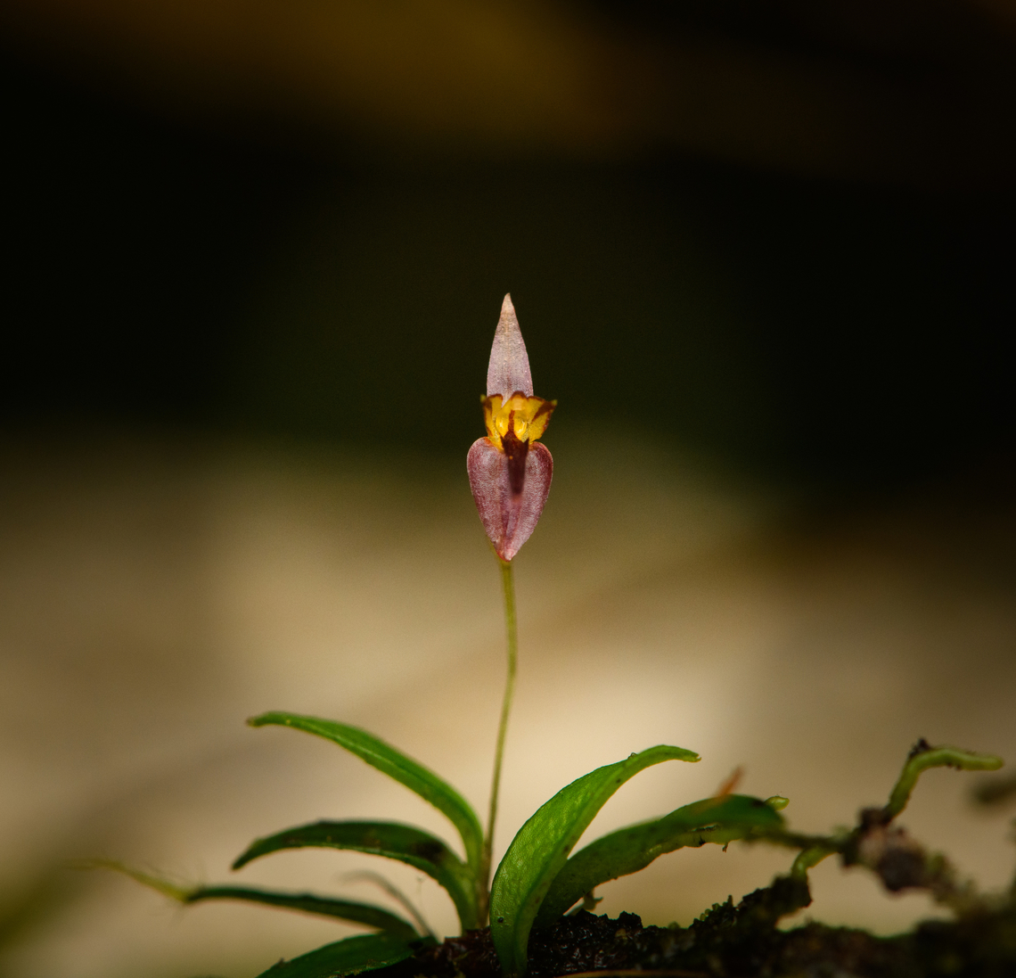 Lankesteriana barbulata, San Cipriano Reserve, Colombia <figure class="photo"><a href="https://www.jungledragon.com/image/145914/lankesteriana_barbulata_-_side_view_san_cipriano_reserve_colombia.html" title="Lankesteriana barbulata - side view, San Cipriano Reserve, Colombia"><img src="https://s3.amazonaws.com/media.jungledragon.com/images/2/145914_thumb.jpg?AWSAccessKeyId=05GMT0V3GWVNE7GGM1R2&Expires=1769040010&Signature=sVHB3KN7gRazaMwIephEhbW6ERs%3D" width="200" height="168" alt="Lankesteriana barbulata - side view, San Cipriano Reserve, Colombia https://www.jungledragon.com/image/145915/lankesteriana_san_cipriano_reserve_colombia.html Colombia,Colombia 2022,Geotagged,Lankesteriana barbulata,San Cipriano Reserve,South America,Summer,World" /></a></figure> Colombia,Colombia 2022,Geotagged,Lankesteriana barbulata,San Cipriano Reserve,South America,Summer,World