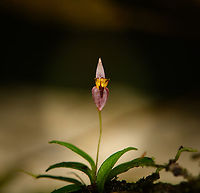 Lankesteriana barbulata, San Cipriano Reserve, Colombia https://www.jungledragon.com/image/145914/lankesteriana_sp._-_side_view_san_cipriano_reserve_colombia.html Colombia,Colombia 2022,Geotagged,Lankesteriana barbulata,San Cipriano Reserve,South America,Summer,World