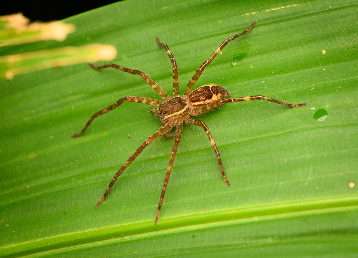 Small wandering spider, San Cipriano Reserve, Colombia  Colombia,Colombia 2022,Geotagged,San Cipriano Reserve,South America,Summer,World