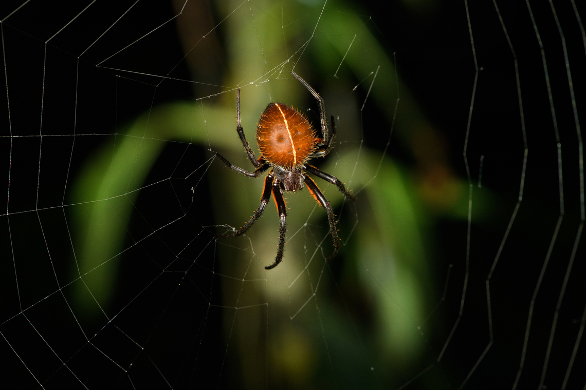 Eriophora fuliginea in web, San Cipriano Reserve, Colombia  Colombia,Colombia 2022,Eriophora fuliginea,Geotagged,San Cipriano Reserve,South America,Summer,World