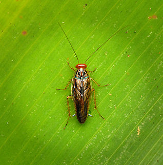 Euphyllodromia Cockroach, San Cipriano Reserve, Colombia  Colombia,Colombia 2022,Geotagged,San Cipriano Reserve,South America,Summer,World