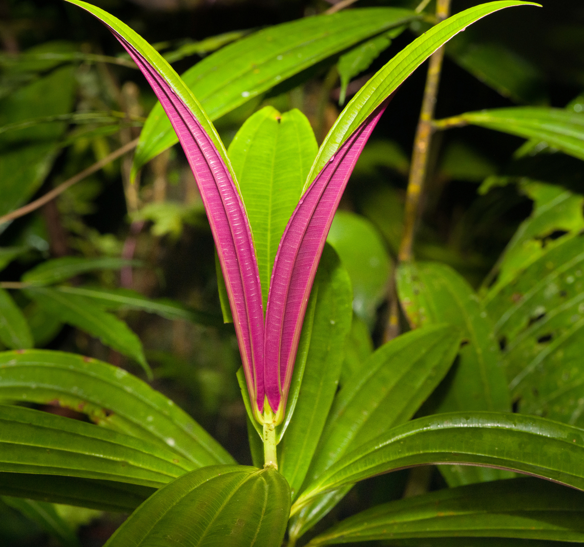 Blakea podagrica?, San Cipriano Reserve, Colombia Plant with pink/puple leafs. Colombia,Colombia 2022,Geotagged,San Cipriano Reserve,South America,Summer,World