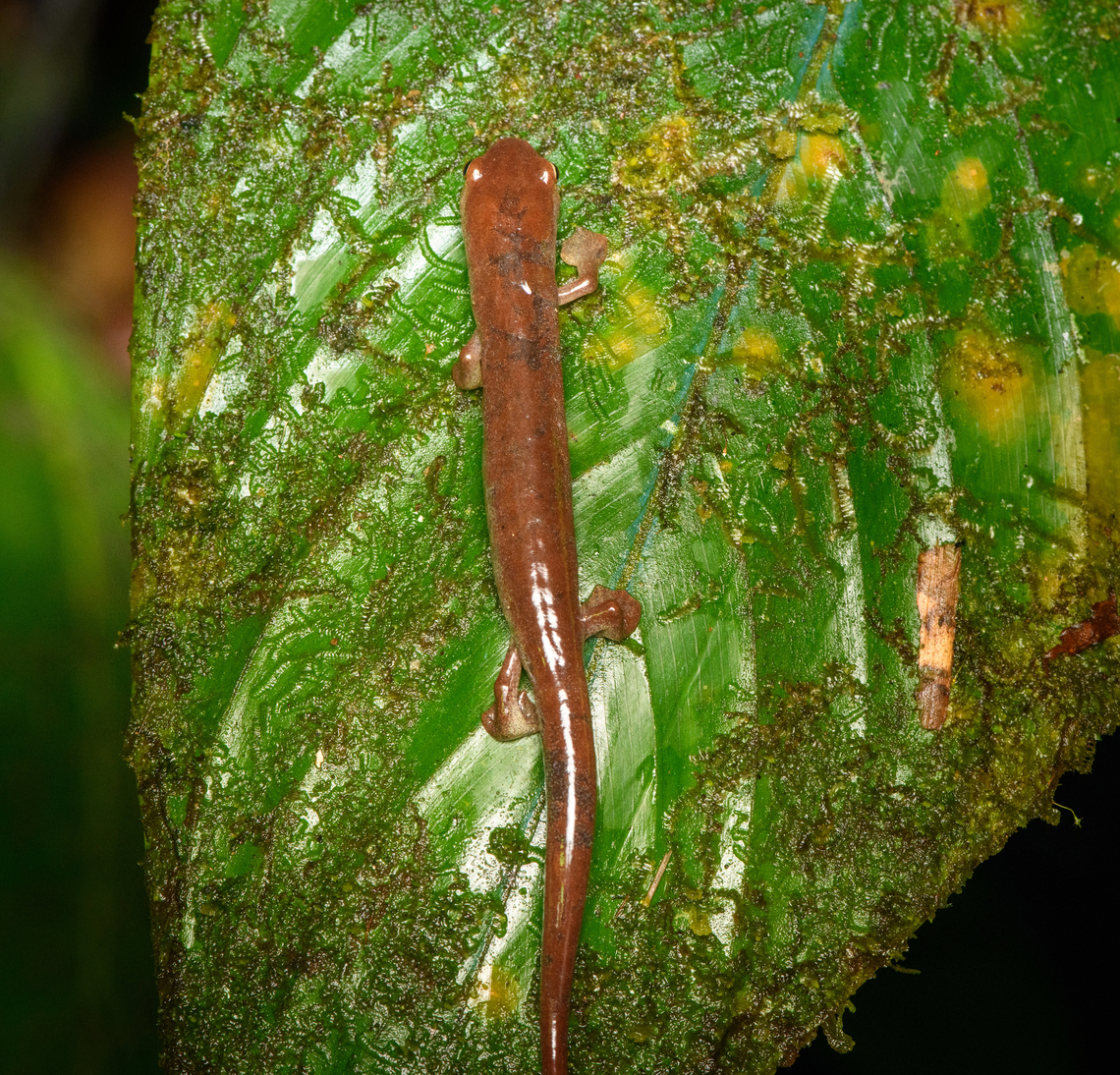 Bolitoglossa biseriata, San Cipriano Reserve, Colombia  Bolitoglossa biseriata,Colombia,Colombia 2022,Geotagged,San Cipriano Reserve,South America,Summer,Two-lined climbing salamander,World