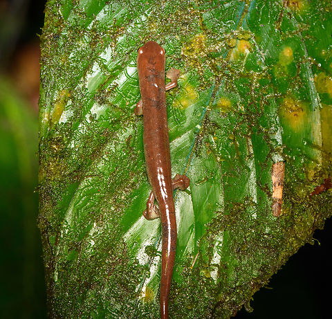 Bolitoglossa biseriata, San Cipriano Reserve, Colombia  Bolitoglossa biseriata,Colombia,Colombia 2022,Geotagged,San Cipriano Reserve,South America,Summer,Two-lined climbing salamander,World