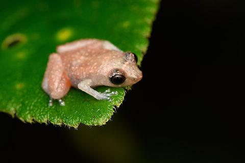 Esmereldas Robber Frog - side view, San Cipriano, Colombia https://www.jungledragon.com/image/145951/esmereldas_robber_frog_san_cipriano_colombia.html Colombia,Colombia 2022,Diasporus gularis,Esmereldas Robber Frog,Geotagged,San Cipriano Reserve,South America,Summer,World
