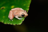 Esmereldas Robber Frog - side view, San Cipriano, Colombia https://www.jungledragon.com/image/145951/esmereldas_robber_frog_san_cipriano_colombia.html Colombia,Colombia 2022,Diasporus gularis,Esmereldas Robber Frog,Geotagged,San Cipriano Reserve,South America,Summer,World