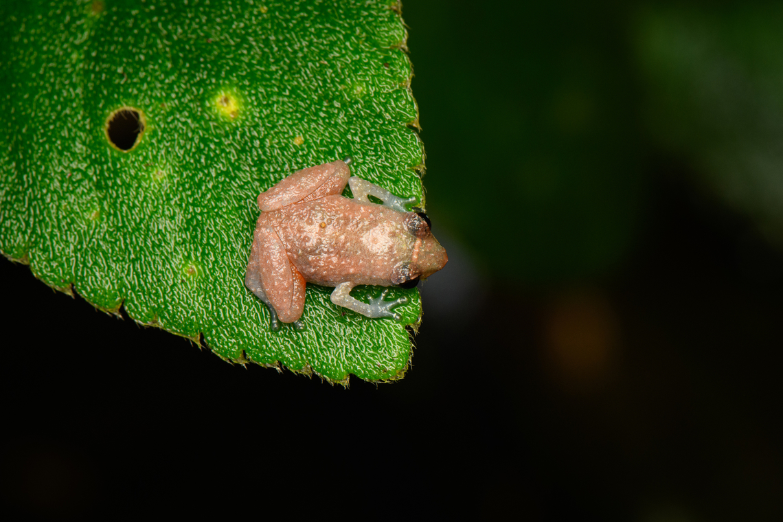 Esmereldas Robber Frog, San Cipriano, Colombia <figure class="photo"><a href="https://www.jungledragon.com/image/145950/esmereldas_robber_frog_-_side_view_san_cipriano_colombia.html" title="Esmereldas Robber Frog - side view, San Cipriano, Colombia"><img src="https://s3.amazonaws.com/media.jungledragon.com/images/2/145950_thumb.jpg?AWSAccessKeyId=05GMT0V3GWVNE7GGM1R2&Expires=1767225610&Signature=pc92gtIjk9VqM4%2FqsHC0kZTnNN4%3D" width="200" height="134" alt="Esmereldas Robber Frog - side view, San Cipriano, Colombia https://www.jungledragon.com/image/145951/esmereldas_robber_frog_san_cipriano_colombia.html Colombia,Colombia 2022,Diasporus gularis,Esmereldas Robber Frog,Geotagged,San Cipriano Reserve,South America,Summer,World" /></a></figure> Colombia,Colombia 2022,Diasporus gularis,Esmereldas Robber Frog,Geotagged,San Cipriano Reserve,South America,Summer,World