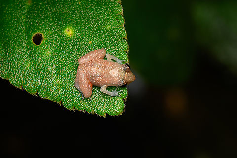 Esmereldas Robber Frog, San Cipriano, Colombia https://www.jungledragon.com/image/145950/esmereldas_robber_frog_-_side_view_san_cipriano_colombia.html Colombia,Colombia 2022,Diasporus gularis,Esmereldas Robber Frog,Geotagged,San Cipriano Reserve,South America,Summer,World