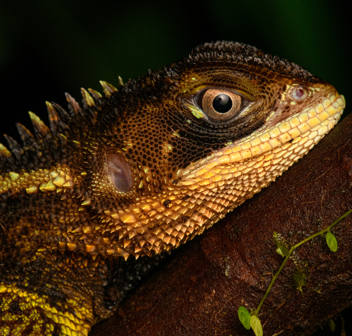 Bocourt's Dwarf Iguana - closeup, San Cipriano Reserve, Colombia <figure class="photo"><a href="https://www.jungledragon.com/image/145955/bocourts_dwarf_iguana_san_cipriano_reserve_colombia.html" title="Bocourt's Dwarf Iguana, San Cipriano Reserve, Colombia"><img src="https://s3.amazonaws.com/media.jungledragon.com/images/2/145955_thumb.jpg?AWSAccessKeyId=05GMT0V3GWVNE7GGM1R2&Expires=1770854410&Signature=kp44%2F5CC6INoOp5rmHYqm94toJ0%3D" width="200" height="178" alt="Bocourt's Dwarf Iguana, San Cipriano Reserve, Colombia https://www.jungledragon.com/image/145954/bocourts_dwarf_iguana_-_upper_body_san_cipriano_reserve_colombia.html<br />
https://www.jungledragon.com/image/145953/bocourts_dwarf_iguana_-_head_san_cipriano_reserve_colombia.html<br />
https://www.jungledragon.com/image/145952/bocourts_dwarf_iguana_-_closeup_san_cipriano_reserve_colombia.html Bocourt's Dwarf Iguana,Colombia,Colombia 2022,Enyalioides heterolepis,Geotagged,San Cipriano Reserve,South America,Summer,World" /></a></figure><br />
<figure class="photo"><a href="https://www.jungledragon.com/image/145954/bocourts_dwarf_iguana_-_upper_body_san_cipriano_reserve_colombia.html" title="Bocourt's Dwarf Iguana - upper body, San Cipriano Reserve, Colombia"><img src="https://s3.amazonaws.com/media.jungledragon.com/images/2/145954_thumb.jpg?AWSAccessKeyId=05GMT0V3GWVNE7GGM1R2&Expires=1770854410&Signature=B1fOnhDuaWCIcsozSFmgm%2F3E%2B9o%3D" width="200" height="186" alt="Bocourt's Dwarf Iguana - upper body, San Cipriano Reserve, Colombia https://www.jungledragon.com/image/145955/bocourts_dwarf_iguana_san_cipriano_reserve_colombia.html<br />
https://www.jungledragon.com/image/145953/bocourts_dwarf_iguana_-_head_san_cipriano_reserve_colombia.html<br />
https://www.jungledragon.com/image/145952/bocourts_dwarf_iguana_-_closeup_san_cipriano_reserve_colombia.html Colombia,Colombia 2022,Enyalioides heterolepis,Geotagged,San Cipriano Reserve,South America,Summer,World" /></a></figure><br />
<figure class="photo"><a href="https://www.jungledragon.com/image/145953/bocourts_dwarf_iguana_-_head_san_cipriano_reserve_colombia.html" title="Bocourt's Dwarf Iguana - head, San Cipriano Reserve, Colombia"><img src="https://s3.amazonaws.com/media.jungledragon.com/images/2/145953_thumb.jpg?AWSAccessKeyId=05GMT0V3GWVNE7GGM1R2&Expires=1770854410&Signature=q02KNHfS4XJk0ZRJ0Q%2BgQkWm8u0%3D" width="200" height="158" alt="Bocourt's Dwarf Iguana - head, San Cipriano Reserve, Colombia https://www.jungledragon.com/image/145955/bocourts_dwarf_iguana_san_cipriano_reserve_colombia.html<br />
https://www.jungledragon.com/image/145954/bocourts_dwarf_iguana_-_upper_body_san_cipriano_reserve_colombia.html<br />
https://www.jungledragon.com/image/145952/bocourts_dwarf_iguana_-_closeup_san_cipriano_reserve_colombia.html Bocourt's Dwarf Iguana,Colombia,Colombia 2022,Enyalioides heterolepis,Geotagged,San Cipriano Reserve,South America,Summer,World" /></a></figure> Bocourt's Dwarf Iguana,Colombia,Colombia 2022,Enyalioides heterolepis,Geotagged,San Cipriano Reserve,South America,Summer,World