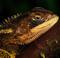 Bocourt's Dwarf Iguana - closeup, San Cipriano Reserve, Colombia https://www.jungledragon.com/image/145955/bocourts_dwarf_iguana_san_cipriano_reserve_colombia.html<br />
https://www.jungledragon.com/image/145954/bocourts_dwarf_iguana_-_upper_body_san_cipriano_reserve_colombia.html<br />
https://www.jungledragon.com/image/145953/bocourts_dwarf_iguana_-_head_san_cipriano_reserve_colombia.html Bocourt's Dwarf Iguana,Colombia,Colombia 2022,Enyalioides heterolepis,Geotagged,San Cipriano Reserve,South America,Summer,World