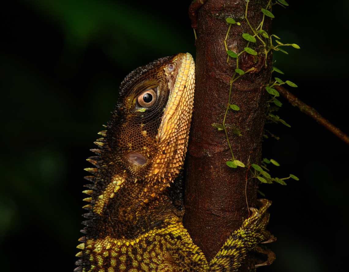 Bocourt's Dwarf Iguana - head, San Cipriano Reserve, Colombia <figure class="photo"><a href="https://www.jungledragon.com/image/145955/bocourts_dwarf_iguana_san_cipriano_reserve_colombia.html" title="Bocourt's Dwarf Iguana, San Cipriano Reserve, Colombia"><img src="https://s3.amazonaws.com/media.jungledragon.com/images/2/145955_thumb.jpg?AWSAccessKeyId=05GMT0V3GWVNE7GGM1R2&Expires=1770854410&Signature=kp44%2F5CC6INoOp5rmHYqm94toJ0%3D" width="200" height="178" alt="Bocourt's Dwarf Iguana, San Cipriano Reserve, Colombia https://www.jungledragon.com/image/145954/bocourts_dwarf_iguana_-_upper_body_san_cipriano_reserve_colombia.html<br />
https://www.jungledragon.com/image/145953/bocourts_dwarf_iguana_-_head_san_cipriano_reserve_colombia.html<br />
https://www.jungledragon.com/image/145952/bocourts_dwarf_iguana_-_closeup_san_cipriano_reserve_colombia.html Bocourt's Dwarf Iguana,Colombia,Colombia 2022,Enyalioides heterolepis,Geotagged,San Cipriano Reserve,South America,Summer,World" /></a></figure><br />
<figure class="photo"><a href="https://www.jungledragon.com/image/145954/bocourts_dwarf_iguana_-_upper_body_san_cipriano_reserve_colombia.html" title="Bocourt's Dwarf Iguana - upper body, San Cipriano Reserve, Colombia"><img src="https://s3.amazonaws.com/media.jungledragon.com/images/2/145954_thumb.jpg?AWSAccessKeyId=05GMT0V3GWVNE7GGM1R2&Expires=1770854410&Signature=B1fOnhDuaWCIcsozSFmgm%2F3E%2B9o%3D" width="200" height="186" alt="Bocourt's Dwarf Iguana - upper body, San Cipriano Reserve, Colombia https://www.jungledragon.com/image/145955/bocourts_dwarf_iguana_san_cipriano_reserve_colombia.html<br />
https://www.jungledragon.com/image/145953/bocourts_dwarf_iguana_-_head_san_cipriano_reserve_colombia.html<br />
https://www.jungledragon.com/image/145952/bocourts_dwarf_iguana_-_closeup_san_cipriano_reserve_colombia.html Colombia,Colombia 2022,Enyalioides heterolepis,Geotagged,San Cipriano Reserve,South America,Summer,World" /></a></figure><br />
<figure class="photo"><a href="https://www.jungledragon.com/image/145952/bocourts_dwarf_iguana_-_closeup_san_cipriano_reserve_colombia.html" title="Bocourt's Dwarf Iguana - closeup, San Cipriano Reserve, Colombia"><img src="https://s3.amazonaws.com/media.jungledragon.com/images/2/145952_thumb.jpg?AWSAccessKeyId=05GMT0V3GWVNE7GGM1R2&Expires=1770854410&Signature=pqmjtH7coAbDS%2F3km6yfPYBiubk%3D" width="200" height="192" alt="Bocourt's Dwarf Iguana - closeup, San Cipriano Reserve, Colombia https://www.jungledragon.com/image/145955/bocourts_dwarf_iguana_san_cipriano_reserve_colombia.html<br />
https://www.jungledragon.com/image/145954/bocourts_dwarf_iguana_-_upper_body_san_cipriano_reserve_colombia.html<br />
https://www.jungledragon.com/image/145953/bocourts_dwarf_iguana_-_head_san_cipriano_reserve_colombia.html Bocourt's Dwarf Iguana,Colombia,Colombia 2022,Enyalioides heterolepis,Geotagged,San Cipriano Reserve,South America,Summer,World" /></a></figure> Bocourt's Dwarf Iguana,Colombia,Colombia 2022,Enyalioides heterolepis,Geotagged,San Cipriano Reserve,South America,Summer,World