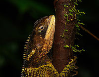 Bocourt's Dwarf Iguana - head, San Cipriano Reserve, Colombia https://www.jungledragon.com/image/145955/bocourts_dwarf_iguana_san_cipriano_reserve_colombia.html<br />
https://www.jungledragon.com/image/145954/bocourts_dwarf_iguana_-_upper_body_san_cipriano_reserve_colombia.html<br />
https://www.jungledragon.com/image/145952/bocourts_dwarf_iguana_-_closeup_san_cipriano_reserve_colombia.html Bocourt's Dwarf Iguana,Colombia,Colombia 2022,Enyalioides heterolepis,Geotagged,San Cipriano Reserve,South America,Summer,World