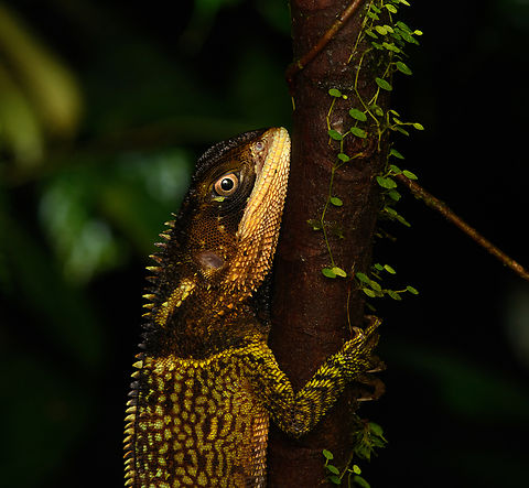 Bocourt's Dwarf Iguana - upper body, San Cipriano Reserve, Colombia https://www.jungledragon.com/image/145955/bocourts_dwarf_iguana_san_cipriano_reserve_colombia.html
https://www.jungledragon.com/image/145953/bocourts_dwarf_iguana_-_head_san_cipriano_reserve_colombia.html
https://www.jungledragon.com/image/145952/bocourts_dwarf_iguana_-_closeup_san_cipriano_reserve_colombia.html Colombia,Colombia 2022,Enyalioides heterolepis,Geotagged,San Cipriano Reserve,South America,Summer,World