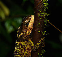 Bocourt's Dwarf Iguana - upper body, San Cipriano Reserve, Colombia https://www.jungledragon.com/image/145955/bocourts_dwarf_iguana_san_cipriano_reserve_colombia.html<br />
https://www.jungledragon.com/image/145953/bocourts_dwarf_iguana_-_head_san_cipriano_reserve_colombia.html<br />
https://www.jungledragon.com/image/145952/bocourts_dwarf_iguana_-_closeup_san_cipriano_reserve_colombia.html Colombia,Colombia 2022,Enyalioides heterolepis,Geotagged,San Cipriano Reserve,South America,Summer,World