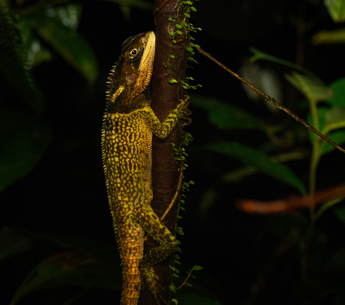 Bocourt's Dwarf Iguana, San Cipriano Reserve, Colombia <figure class="photo"><a href="https://www.jungledragon.com/image/145954/bocourts_dwarf_iguana_-_upper_body_san_cipriano_reserve_colombia.html" title="Bocourt&#039;s Dwarf Iguana - upper body, San Cipriano Reserve, Colombia"><img src="https://s3.amazonaws.com/media.jungledragon.com/images/2/145954_thumb.jpg?AWSAccessKeyId=05GMT0V3GWVNE7GGM1R2&Expires=1759968010&Signature=I6YP0cnc3IjlJyY7coxAOPo4zlI%3D" width="200" height="186" alt="Bocourt&#039;s Dwarf Iguana - upper body, San Cipriano Reserve, Colombia https://www.jungledragon.com/image/145955/bocourts_dwarf_iguana_san_cipriano_reserve_colombia.html<br />
https://www.jungledragon.com/image/145953/bocourts_dwarf_iguana_-_head_san_cipriano_reserve_colombia.html<br />
https://www.jungledragon.com/image/145952/bocourts_dwarf_iguana_-_closeup_san_cipriano_reserve_colombia.html Colombia,Colombia 2022,Enyalioides heterolepis,Geotagged,San Cipriano Reserve,South America,Summer,World" /></a></figure><br />
<figure class="photo"><a href="https://www.jungledragon.com/image/145953/bocourts_dwarf_iguana_-_head_san_cipriano_reserve_colombia.html" title="Bocourt&#039;s Dwarf Iguana - head, San Cipriano Reserve, Colombia"><img src="https://s3.amazonaws.com/media.jungledragon.com/images/2/145953_thumb.jpg?AWSAccessKeyId=05GMT0V3GWVNE7GGM1R2&Expires=1759968010&Signature=ZeIfApLtbWQkzRmxahugGeGY4wc%3D" width="200" height="158" alt="Bocourt&#039;s Dwarf Iguana - head, San Cipriano Reserve, Colombia https://www.jungledragon.com/image/145955/bocourts_dwarf_iguana_san_cipriano_reserve_colombia.html<br />
https://www.jungledragon.com/image/145954/bocourts_dwarf_iguana_-_upper_body_san_cipriano_reserve_colombia.html<br />
https://www.jungledragon.com/image/145952/bocourts_dwarf_iguana_-_closeup_san_cipriano_reserve_colombia.html Bocourt&#039;s Dwarf Iguana,Colombia,Colombia 2022,Enyalioides heterolepis,Geotagged,San Cipriano Reserve,South America,Summer,World" /></a></figure><br />
<figure class="photo"><a href="https://www.jungledragon.com/image/145952/bocourts_dwarf_iguana_-_closeup_san_cipriano_reserve_colombia.html" title="Bocourt&#039;s Dwarf Iguana - closeup, San Cipriano Reserve, Colombia"><img src="https://s3.amazonaws.com/media.jungledragon.com/images/2/145952_thumb.jpg?AWSAccessKeyId=05GMT0V3GWVNE7GGM1R2&Expires=1759968010&Signature=sBxFmsvEL%2BbuKBER%2BPMDWi5gyUs%3D" width="200" height="192" alt="Bocourt&#039;s Dwarf Iguana - closeup, San Cipriano Reserve, Colombia https://www.jungledragon.com/image/145955/bocourts_dwarf_iguana_san_cipriano_reserve_colombia.html<br />
https://www.jungledragon.com/image/145954/bocourts_dwarf_iguana_-_upper_body_san_cipriano_reserve_colombia.html<br />
https://www.jungledragon.com/image/145953/bocourts_dwarf_iguana_-_head_san_cipriano_reserve_colombia.html Bocourt&#039;s Dwarf Iguana,Colombia,Colombia 2022,Enyalioides heterolepis,Geotagged,San Cipriano Reserve,South America,Summer,World" /></a></figure> Bocourt's Dwarf Iguana,Colombia,Colombia 2022,Enyalioides heterolepis,Geotagged,San Cipriano Reserve,South America,Summer,World