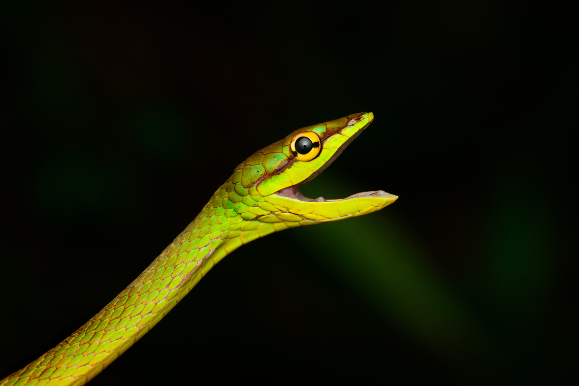 Cope's Vine Snake, San Cipriano Reserve, Colombia <figure class="photo"><a href="https://www.jungledragon.com/image/145961/copes_vine_snake_-_body_san_cipriano_reserve_colombia.html" title="Cope&#039;s Vine Snake - body, San Cipriano Reserve, Colombia"><img src="https://s3.amazonaws.com/media.jungledragon.com/images/2/145961_thumb.jpg?AWSAccessKeyId=05GMT0V3GWVNE7GGM1R2&Expires=1767225610&Signature=VzSI28uo9akvxxJrhzhs9RSlKvs%3D" width="200" height="130" alt="Cope&#039;s Vine Snake - body, San Cipriano Reserve, Colombia https://www.jungledragon.com/image/145960/copes_vine_snake_-_head_san_cipriano_reserve_colombia.html<br />
https://www.jungledragon.com/image/145959/copes_vine_snake_san_cipriano_reserve_colombia.html Colombia,Colombia 2022,Cope&#039;s Vine Snake,Geotagged,Oxybelis brevirostris,San Cipriano Reserve,South America,Summer,World" /></a></figure><br />
<figure class="photo"><a href="https://www.jungledragon.com/image/145960/copes_vine_snake_-_head_san_cipriano_reserve_colombia.html" title="Cope&#039;s Vine Snake - head, San Cipriano Reserve, Colombia"><img src="https://s3.amazonaws.com/media.jungledragon.com/images/2/145960_thumb.jpg?AWSAccessKeyId=05GMT0V3GWVNE7GGM1R2&Expires=1767225610&Signature=nurhHdtJVVh7ZJ%2B8Aga%2B6FnshZM%3D" width="200" height="180" alt="Cope&#039;s Vine Snake - head, San Cipriano Reserve, Colombia https://www.jungledragon.com/image/145961/copes_vine_snake_-_body_san_cipriano_reserve_colombia.html<br />
https://www.jungledragon.com/image/145959/copes_vine_snake_san_cipriano_reserve_colombia.html Colombia,Colombia 2022,Cope&#039;s Vine Snake,Geotagged,Oxybelis brevirostris,San Cipriano Reserve,South America,Summer,World" /></a></figure> Colombia,Colombia 2022,Cope's Vine Snake,Geotagged,Oxybelis brevirostris,San Cipriano Reserve,South America,Summer,World