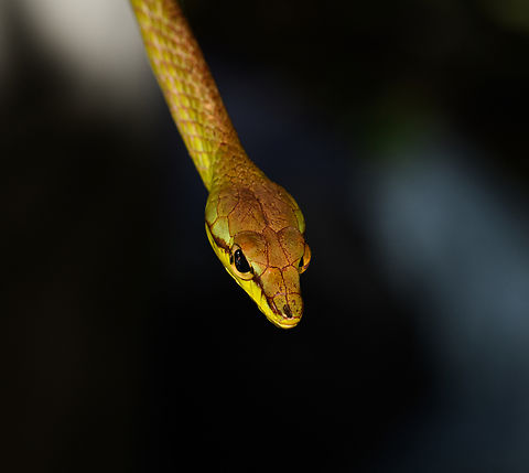 Cope's Vine Snake - head, San Cipriano Reserve, Colombia https://www.jungledragon.com/image/145961/copes_vine_snake_-_body_san_cipriano_reserve_colombia.html
https://www.jungledragon.com/image/145959/copes_vine_snake_san_cipriano_reserve_colombia.html Colombia,Colombia 2022,Cope's Vine Snake,Geotagged,Oxybelis brevirostris,San Cipriano Reserve,South America,Summer,World