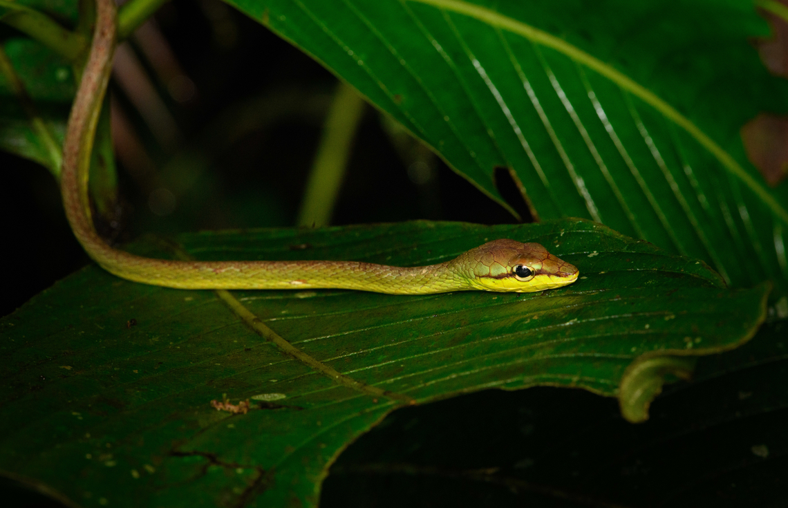 Cope's Vine Snake - body, San Cipriano Reserve, Colombia <figure class="photo"><a href="https://www.jungledragon.com/image/145960/copes_vine_snake_-_head_san_cipriano_reserve_colombia.html" title="Cope&#039;s Vine Snake - head, San Cipriano Reserve, Colombia"><img src="https://s3.amazonaws.com/media.jungledragon.com/images/2/145960_thumb.jpg?AWSAccessKeyId=05GMT0V3GWVNE7GGM1R2&Expires=1759968010&Signature=SwR8jBCYme5fn69ZLg%2BrwJXxuDo%3D" width="200" height="180" alt="Cope&#039;s Vine Snake - head, San Cipriano Reserve, Colombia https://www.jungledragon.com/image/145961/copes_vine_snake_-_body_san_cipriano_reserve_colombia.html<br />
https://www.jungledragon.com/image/145959/copes_vine_snake_san_cipriano_reserve_colombia.html Colombia,Colombia 2022,Cope&#039;s Vine Snake,Geotagged,Oxybelis brevirostris,San Cipriano Reserve,South America,Summer,World" /></a></figure><br />
<figure class="photo"><a href="https://www.jungledragon.com/image/145959/copes_vine_snake_san_cipriano_reserve_colombia.html" title="Cope&#039;s Vine Snake, San Cipriano Reserve, Colombia"><img src="https://s3.amazonaws.com/media.jungledragon.com/images/2/145959_thumb.jpg?AWSAccessKeyId=05GMT0V3GWVNE7GGM1R2&Expires=1759968010&Signature=TZ3fnqsZ1b1FrQYYU4LwUf2zZZo%3D" width="200" height="134" alt="Cope&#039;s Vine Snake, San Cipriano Reserve, Colombia https://www.jungledragon.com/image/145961/copes_vine_snake_-_body_san_cipriano_reserve_colombia.html<br />
https://www.jungledragon.com/image/145960/copes_vine_snake_-_head_san_cipriano_reserve_colombia.html Colombia,Colombia 2022,Cope&#039;s Vine Snake,Geotagged,Oxybelis brevirostris,San Cipriano Reserve,South America,Summer,World" /></a></figure> Colombia,Colombia 2022,Cope's Vine Snake,Geotagged,Oxybelis brevirostris,San Cipriano Reserve,South America,Summer,World