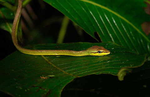 Cope's Vine Snake - body, San Cipriano Reserve, Colombia https://www.jungledragon.com/image/145960/copes_vine_snake_-_head_san_cipriano_reserve_colombia.html
https://www.jungledragon.com/image/145959/copes_vine_snake_san_cipriano_reserve_colombia.html Colombia,Colombia 2022,Cope's Vine Snake,Geotagged,Oxybelis brevirostris,San Cipriano Reserve,South America,Summer,World