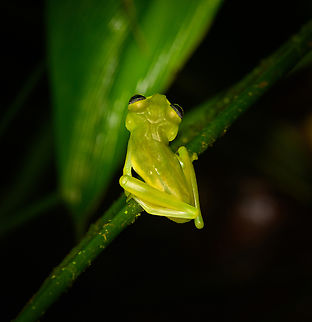 Emerald Glass Frog, San Cipriano Reserve, Colombia I know, questionable angle. The ID has been verified by our herping guide. The relatively large size of this glass frog is one of the keys. Colombia,Colombia 2022,Emerald Glass Frog,Espadarana prosoblepon,Geotagged,San Cipriano Reserve,South America,Summer,World