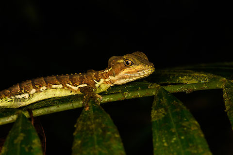 Western basilisk - perched, San Cipriano Reserve, Colombia  Basiliscus galeritus,Colombia,Colombia 2022,Geotagged,San Cipriano Reserve,South America,Summer,Western basilisk,World