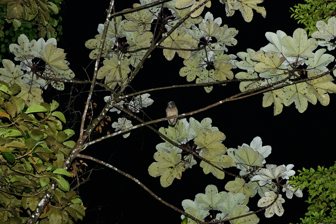 Crested owl, San Cipriano Reserve, Colombia A supremely bad shot as I only had my macro lens with me on this night tour and also forgot to open the aperture. We tried to do a better retake the night after, but we could only hear it. Colombia,Colombia 2022,Crested owl,Geotagged,Lophostrix cristata,San Cipriano Reserve,South America,Summer,World