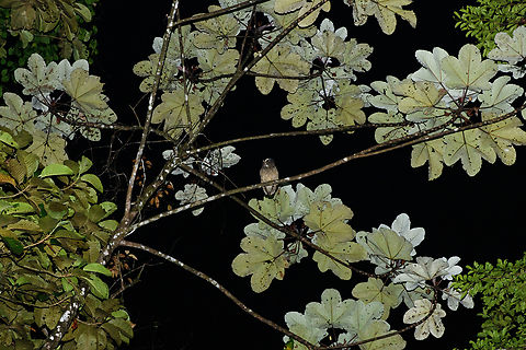 Crested owl, San Cipriano Reserve, Colombia A supremely bad shot as I only had my macro lens with me on this night tour and also forgot to open the aperture. We tried to do a better retake the night after, but we could only hear it. Colombia,Colombia 2022,Crested owl,Geotagged,Lophostrix cristata,San Cipriano Reserve,South America,Summer,World