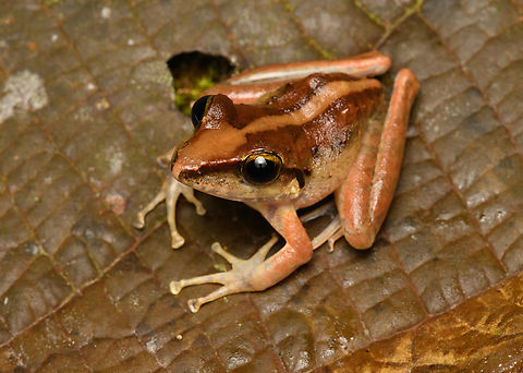 Craugastor raniformis, San Cipriano Reserve, Colombia  Colombia,Colombia 2022,Craugastor raniformis,Geotagged,San Cipriano Reserve,South America,Summer,World