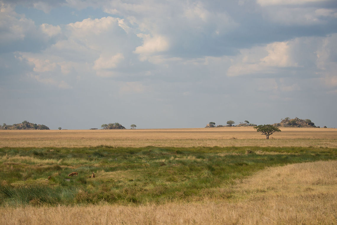 Reedbuck habitat, Serengeti This landscape shows 3 key elements of the Serengeti: the flat grasslands, the pockets of natural water (leading to spontaneous green grass) and in the distance the &quot;kopjes&quot;, the rock formations. To the left you see 3 reed bucks. Africa,Bohor reedbuck,Redunca redunca,Serengeti Central,Serengeti National Park,Serengeti area,Tanzania