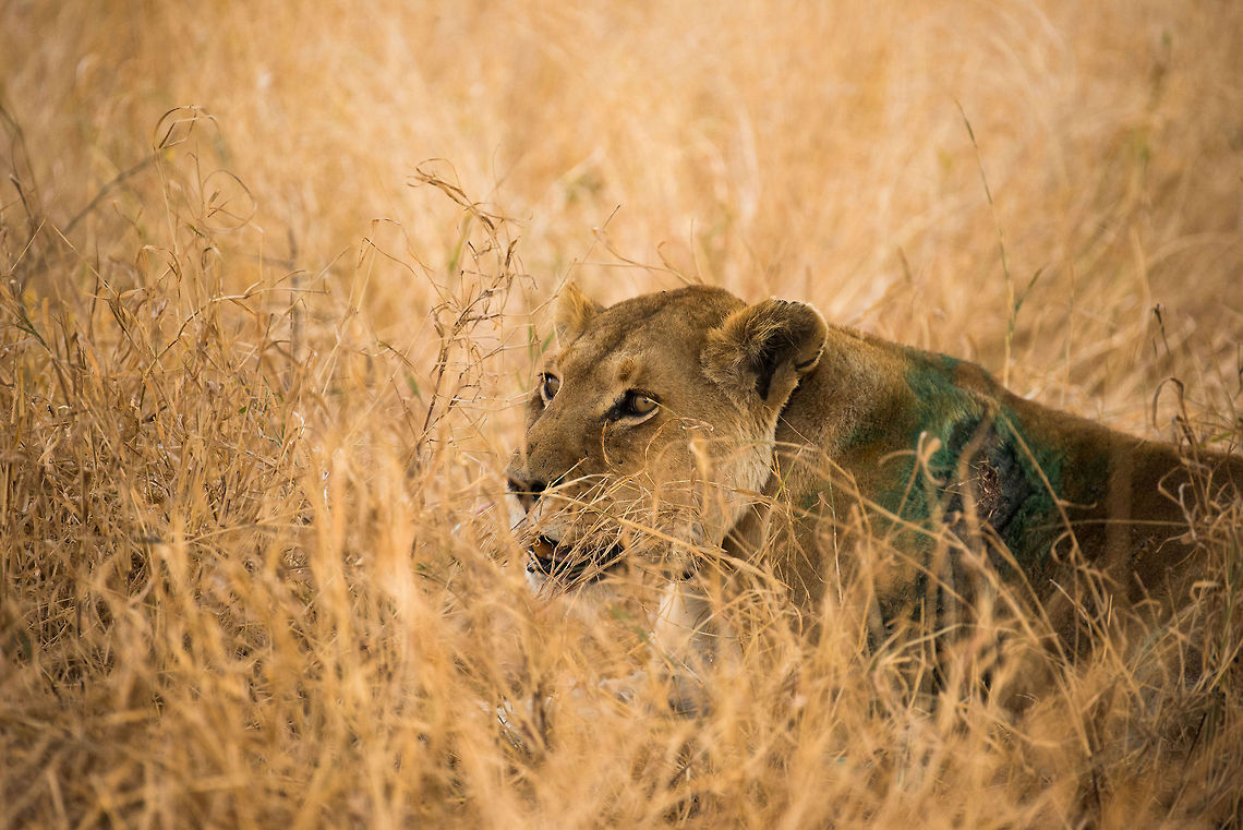2nd chance for Lioness in Serengeti This Lioness in the Serengeti has a very nasty wound, one that likely would be fatal in the wild. However, it is wearing a collar and the wound seems treated. Although our guide did not know the story of this Lioness, likely this is the work of the German research centre which houses right in the middle of Central Serengeti.<br />
<br />
As for the state of Lions in Serengeti, they really do require wildlife management. One particular problem is the inbred of Lions. Africa,Lion,Panthera leo,Serengeti Central,Serengeti National Park,Serengeti area,Tanzania