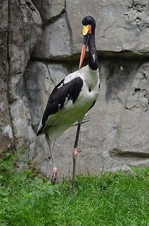 Saddle-billed Stork Full view of the strange appearance of a Saddle-billed Stork. Birds,Ephippiorhynchus senegalensis,Rhenen Zoo,Saddle-billed Stork,Stork