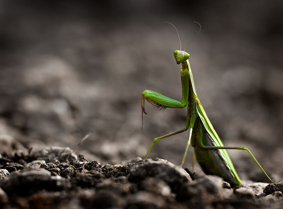 Mantis on foot Uploaded with permission of Xavi Heredia: <a href="http://xaviheredia.com/" rel="nofollow">http://xaviheredia.com/</a> Arthropoda,European Mantis,Green,Insects,Macro,Mantis,Mantis religiosa