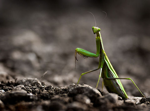 Mantis on foot Uploaded with permission of Xavi Heredia: http://xaviheredia.com/ Arthropoda,European Mantis,Green,Insects,Macro,Mantis,Mantis religiosa