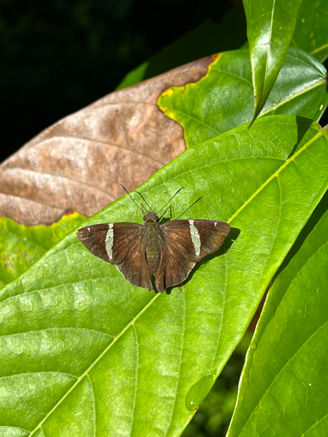 Spike Banded-Skipper, San Cipriano Reserve, Colombia Quick smartphone photo. Cecropterus longipennis,Colombia,Colombia 2022,Geotagged,San Cipriano Reserve,South America,Spike Banded-Skipper,Summer,World