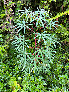 Cassava, San Cipriano Reserve, Colombia  Cassava,Colombia,Colombia 2022,Geotagged,Manihot esculenta,San Cipriano Reserve,South America,Summer,World