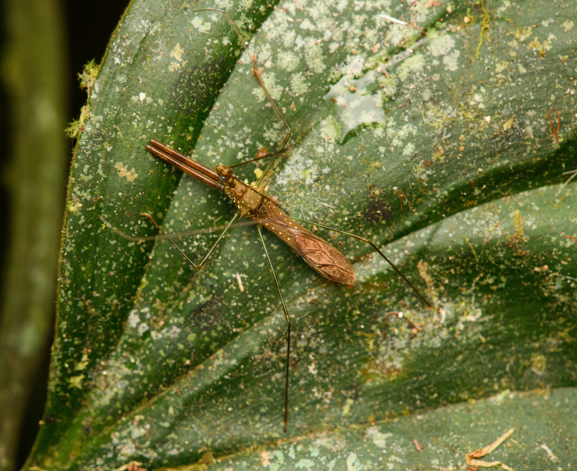 Assassin bug (Heza sp.), San Cipriano Reserve, Colombia Note the bulky front legs which seem to be positioned exactly like this in many other reference photos of species in this genus. Colombia,Colombia 2022,Geotagged,San Cipriano Reserve,South America,Summer,World