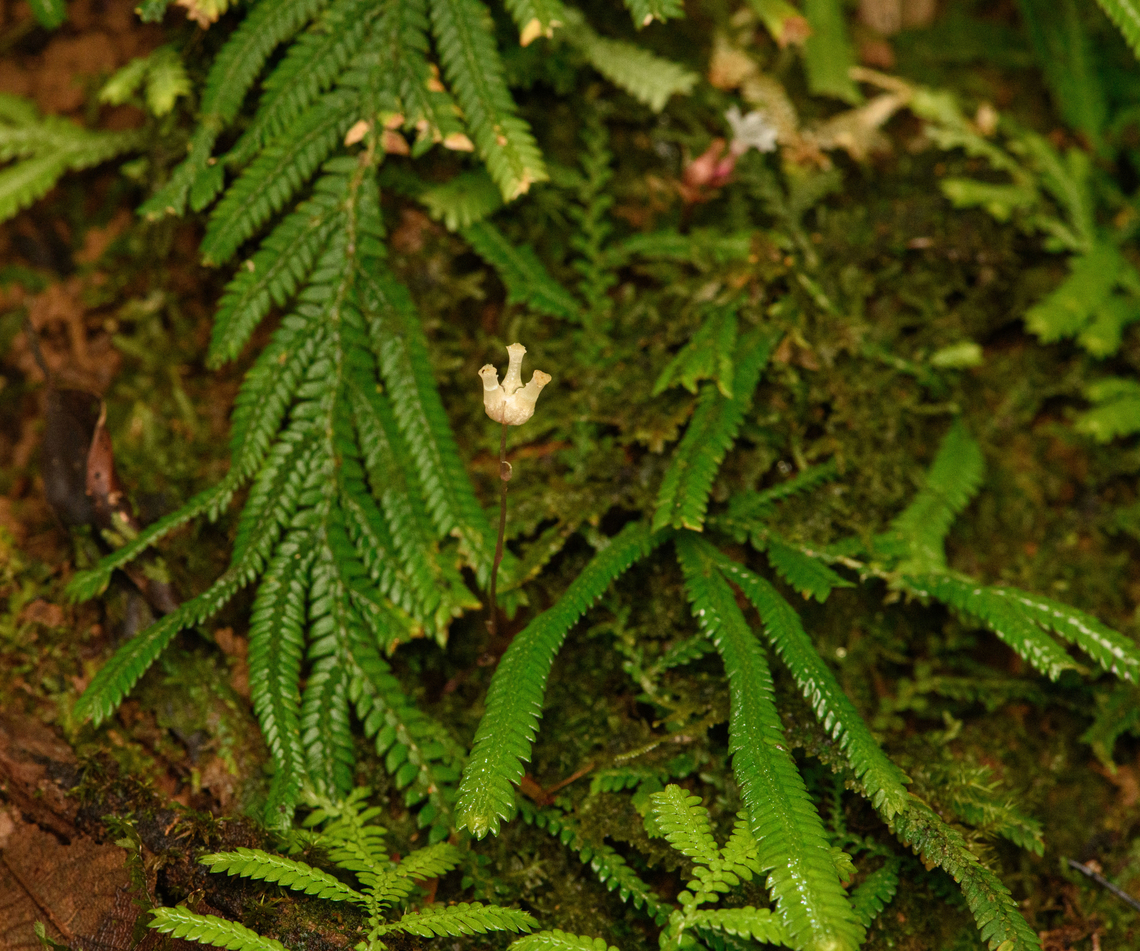 Ghostplant (Voyria sp.), San Cipriano Reserve, Colombia  Colombia,Colombia 2022,Geotagged,San Cipriano Reserve,South America,Summer,World