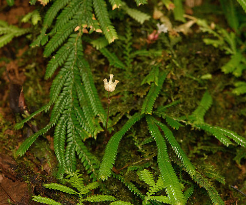 Ghostplant (Voyria sp.), San Cipriano Reserve, Colombia  Colombia,Colombia 2022,Geotagged,San Cipriano Reserve,South America,Summer,World
