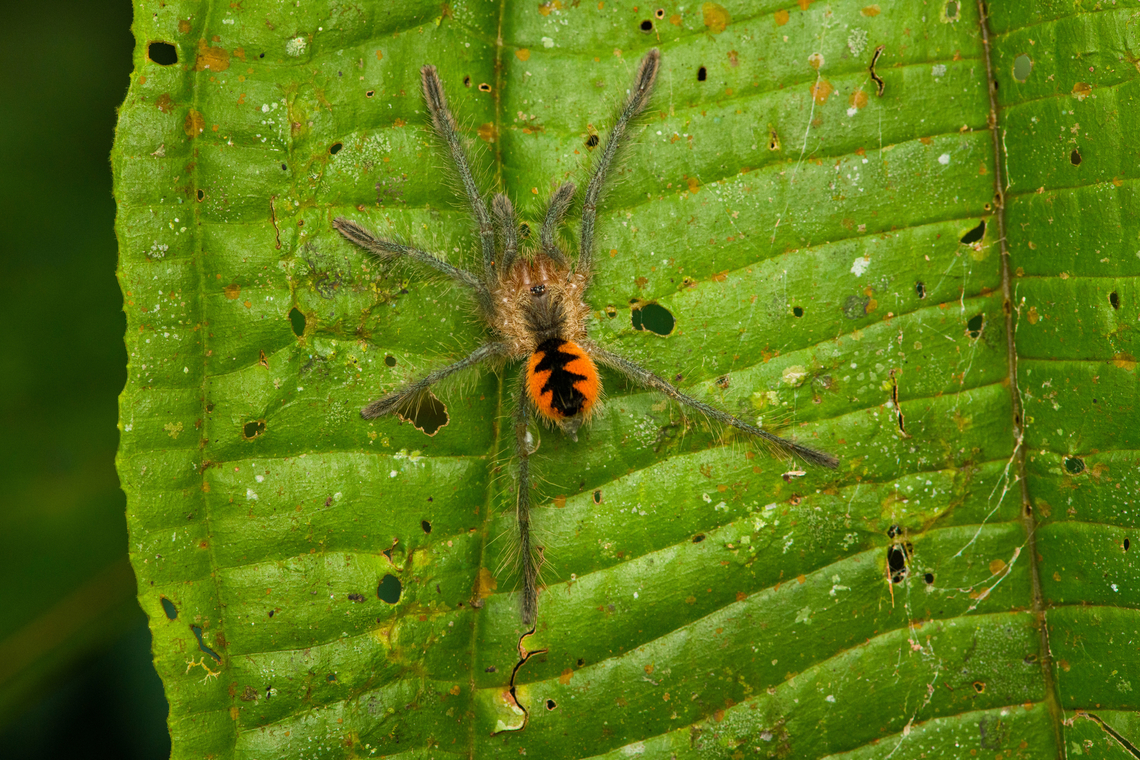 Juvenile tarantula, Pamphobeteus sp., San Cipriano Reserve, Colombia <figure class="photo"><a href="https://www.jungledragon.com/image/146058/juvenile_tarantula_-_closeup_pamphobeteus_sp._san_cipriano_reserve_colombia.html" title="Juvenile tarantula - closeup, Pamphobeteus sp., San Cipriano Reserve, Colombia"><img src="https://s3.amazonaws.com/media.jungledragon.com/images/2/146058_thumb.jpg?AWSAccessKeyId=05GMT0V3GWVNE7GGM1R2&Expires=1767225610&Signature=IcpQ2SmPPDwffVOfiAGBkrhvRcA%3D" width="200" height="134" alt="Juvenile tarantula - closeup, Pamphobeteus sp., San Cipriano Reserve, Colombia https://www.jungledragon.com/image/146057/juvenile_tarantula_pamphobeteus_sp._san_cipriano_reserve_colombia.html Colombia,Colombia 2022,Geotagged,San Cipriano Reserve,South America,Summer,World" /></a></figure> Colombia,Colombia 2022,Geotagged,San Cipriano Reserve,South America,Summer,World