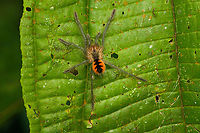 Juvenile tarantula, Pamphobeteus sp., San Cipriano Reserve, Colombia https://www.jungledragon.com/image/146058/juvenile_tarantula_-_closeup_pamphobeteus_sp._san_cipriano_reserve_colombia.html Colombia,Colombia 2022,Geotagged,San Cipriano Reserve,South America,Summer,World