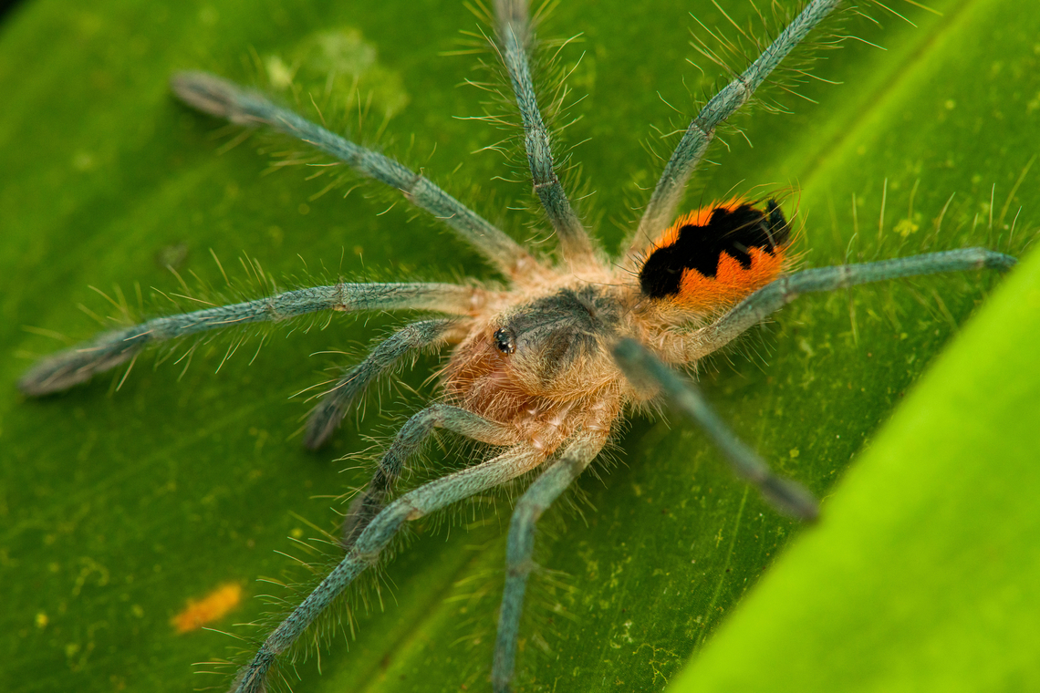 Juvenile tarantula - closeup, Pamphobeteus sp., San Cipriano Reserve, Colombia <figure class="photo"><a href="https://www.jungledragon.com/image/146057/juvenile_tarantula_pamphobeteus_sp._san_cipriano_reserve_colombia.html" title="Juvenile tarantula, Pamphobeteus sp., San Cipriano Reserve, Colombia"><img src="https://s3.amazonaws.com/media.jungledragon.com/images/2/146057_thumb.jpg?AWSAccessKeyId=05GMT0V3GWVNE7GGM1R2&Expires=1759968010&Signature=6fdl4r2Kk%2FKBE2MYPyr7Y5RyxWQ%3D" width="200" height="134" alt="Juvenile tarantula, Pamphobeteus sp., San Cipriano Reserve, Colombia https://www.jungledragon.com/image/146058/juvenile_tarantula_-_closeup_pamphobeteus_sp._san_cipriano_reserve_colombia.html Colombia,Colombia 2022,Geotagged,San Cipriano Reserve,South America,Summer,World" /></a></figure> Colombia,Colombia 2022,Geotagged,San Cipriano Reserve,South America,Summer,World
