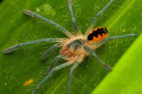 Juvenile tarantula - closeup, Pamphobeteus sp., San Cipriano Reserve, Colombia https://www.jungledragon.com/image/146057/juvenile_tarantula_pamphobeteus_sp._san_cipriano_reserve_colombia.html Colombia,Colombia 2022,Geotagged,San Cipriano Reserve,South America,Summer,World