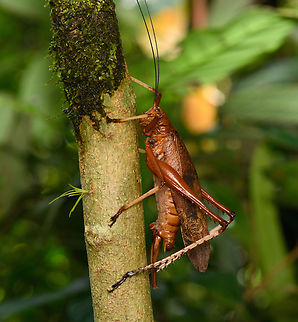 Large Brown Katydid, San Cipriano Reserve, Colombia  Colombia,Colombia 2022,Geotagged,San Cipriano Reserve,South America,Summer,World